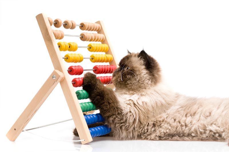 Katt med kuleramme.